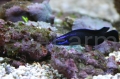 Pseudochromis_springeri.JPG