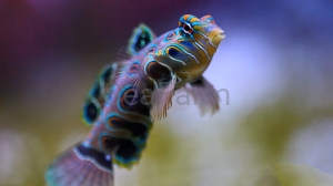 Synchiropus picturatus- połów ręczny, bez trucizn