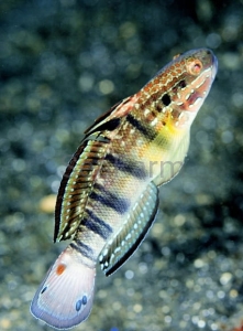  Amblygobius phalaena - hodowla De Jong Marinelife