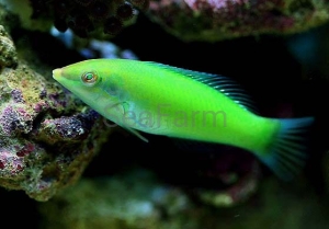 Halichoeres chloropterus - odłów ręczny, bez trucizn