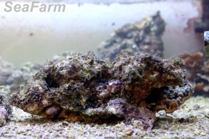 Żywa skała "A++ Premium" pochodzenie Indonezja