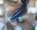 springersDottyback4.jpg