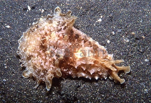 Dolabella auricularia - odłów ręczny, bez trucizn
