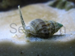 Nassarius sp.- odłów bez trucizn
