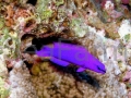 Pseudochomis_fridmani.jpg