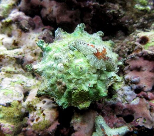 Sternschnecke (1).jpg