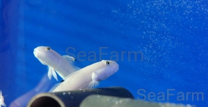 Valenciennea sexguttata - odłów ręczny, bez trucizn