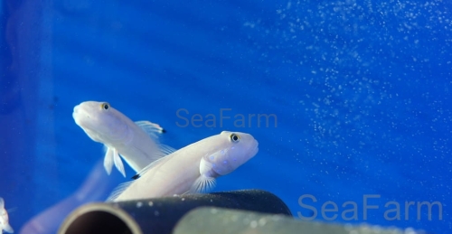 a9e7ab1b1817f061bc75566ff56887efdc35d9e1