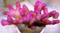 5HPN0724HotPinkStylophora1394_zps74977cb2.jpg