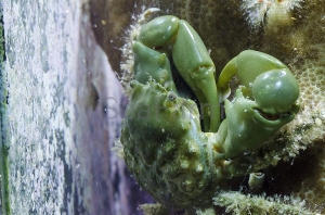 Mithraculus sculptus - odłów ręczny, bez trucizn