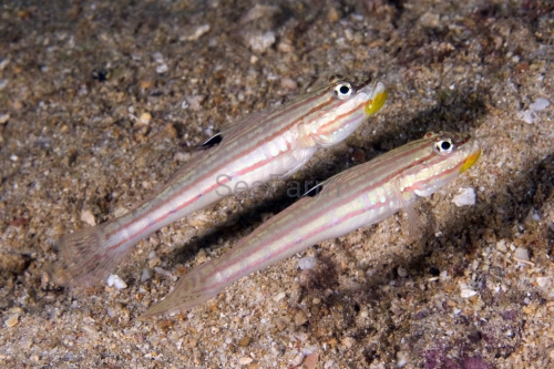 Valenciennea muralis Mural goby Raja Ampat West Papua IMG_0442.jpg