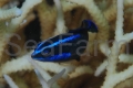 0_0_productGfx_2941d3359495e456ff98c1d18d904956.jpg